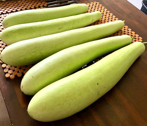 NEW GUINEA BEAN Doodhi Italian edible gourd Lauki Cucuzza seed.jpg