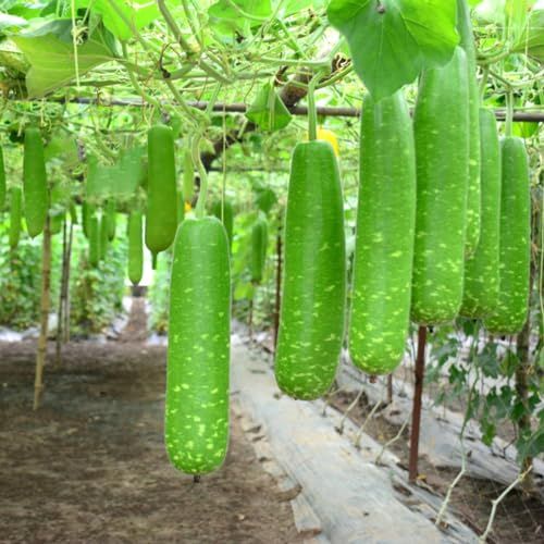 4 Pack x 26 Seeds Long Bottle Gourd Seeds for Planting Calabash Or Opo Squash Seeds White Flowered G.jpg