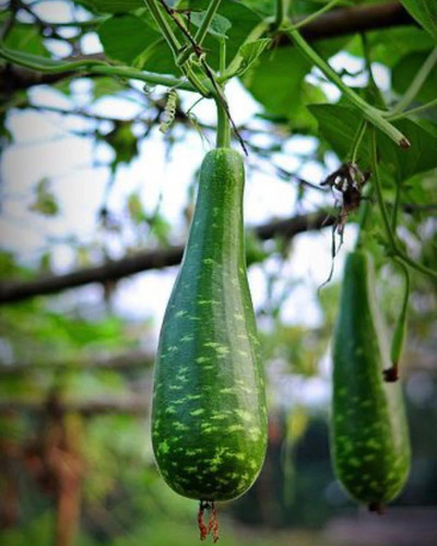 Edible Long bottle gourd seeds Asian Indian Opo Squash Dudi calabash Hột Bầu 20+ seeds .jpg