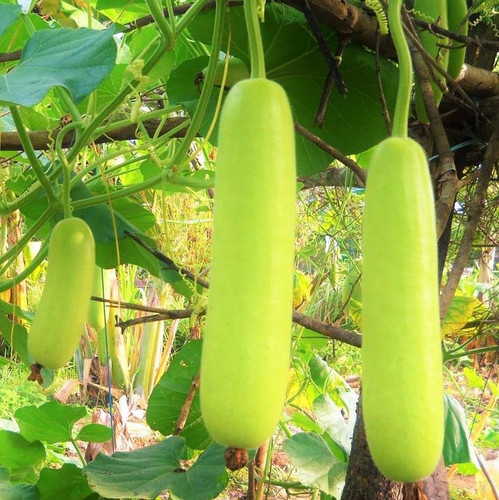TomorrowSeeds Calabash Bottle Gourd Seeds 10+ Count for 2025 Planting Lauki Dudhi Long Melon Loki In.jpg