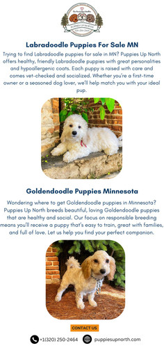 Puppies Up North.jpg