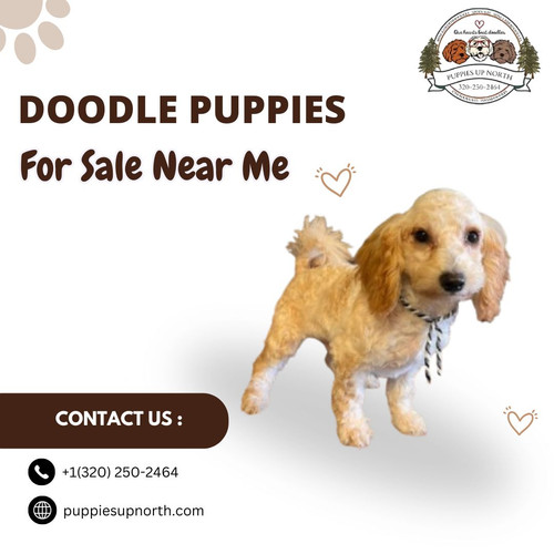 Doodle Puppies For Sale Near Me.jpg