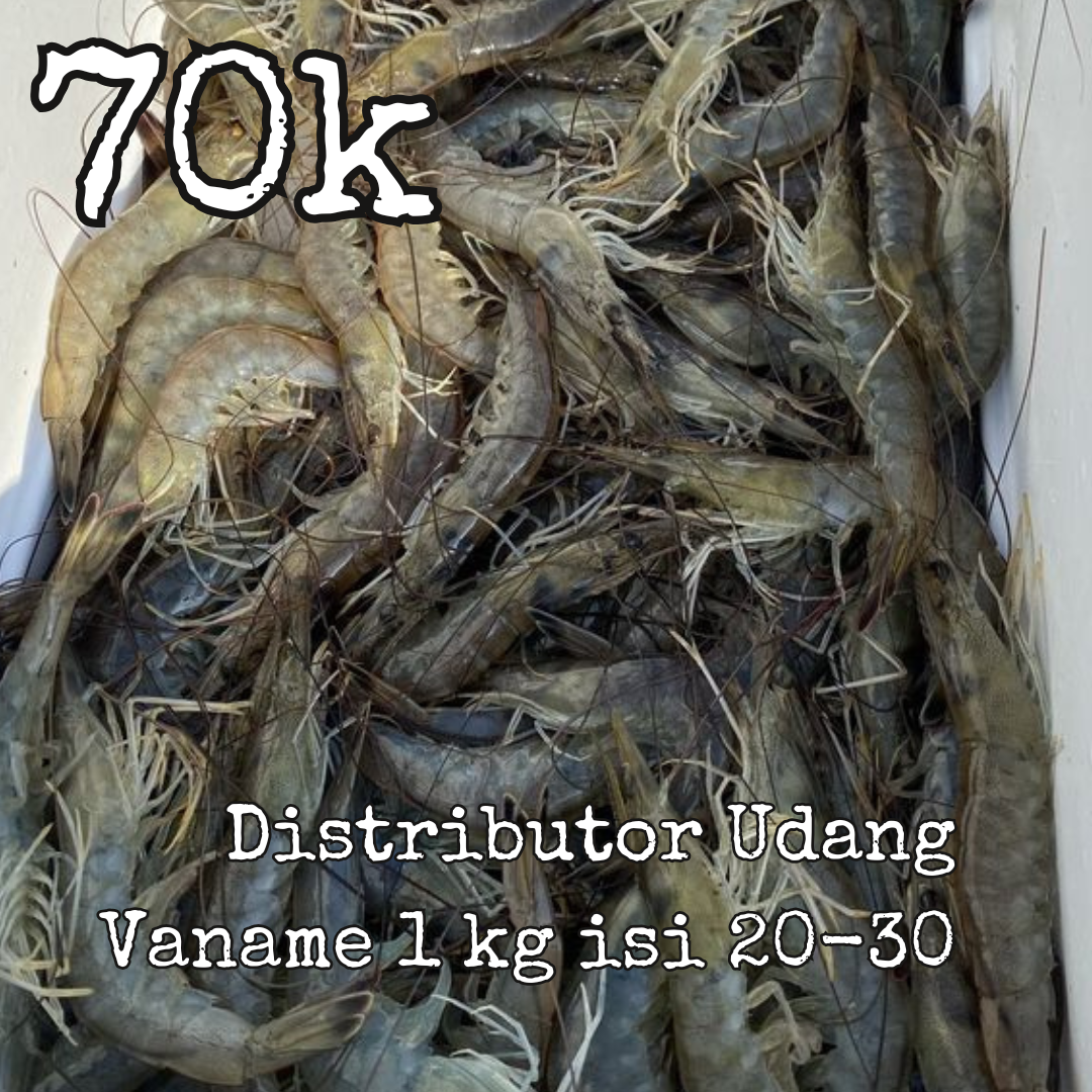 distributor udang vaname segar (1)