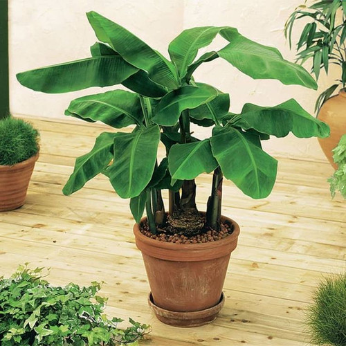 How to Grow and Care for a Banana Plant.jpg