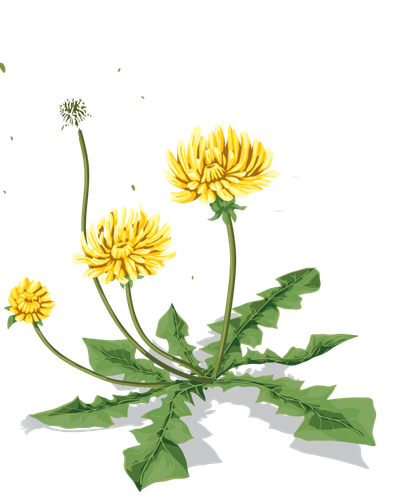pngimg.com dandelion PNG12867.png