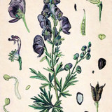 wolfsbane