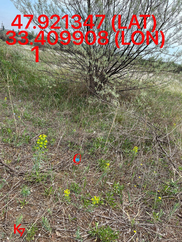 5249255741968214967.jpg