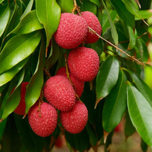 Brighter Blooms Lychee Plant in Pot 16675.jpg