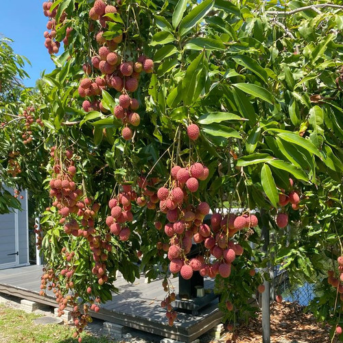 Lychee tree.jpg