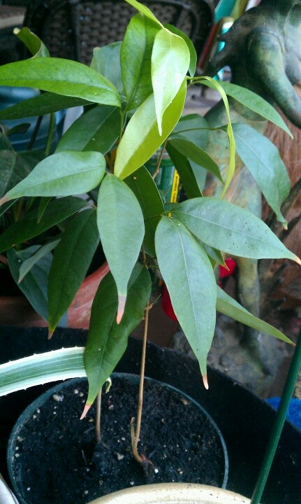 Lychee tree, 1' high grown from seed .jpg