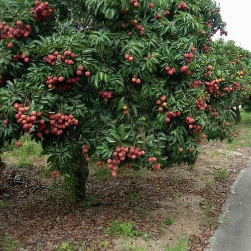 Arbre à litchis.jpg