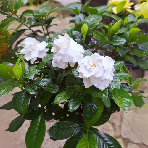 Gardenai 1.jpg