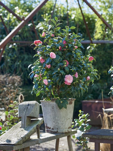 camelia mooiwatplantendoen 1.jpg