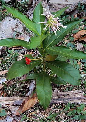 RAUVOLFIA Rauvolfia serpentina.jpg