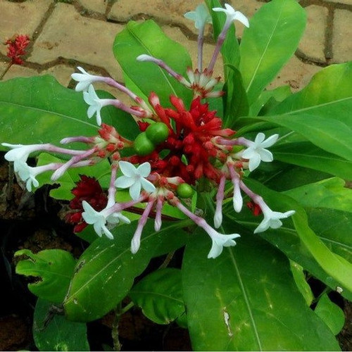Indian Snakeroot Plant Seeds Rauvolfia serpentina 20Seeds Etsy.jpg