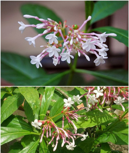 Sharpa Gandha (স্বর্পগন্ধা ফুল) Indian Snakeroot Rauvolfia Serpentina (1).jpg