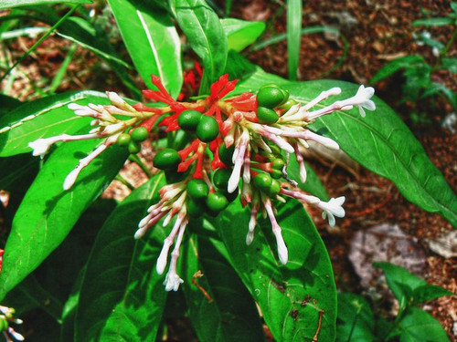 Prevent Snakes in Your Backyard.jpg