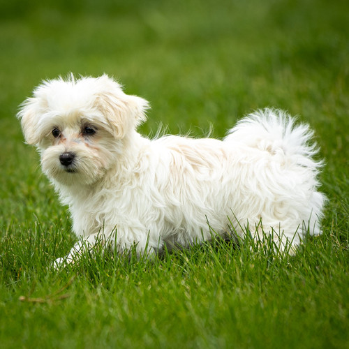 Maltese Puppies.jpg