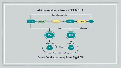 flowchart showing ALA conversion pathway.jpg