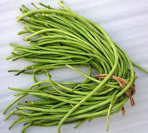 30 green cowpea seeds maliagarde.jpg
