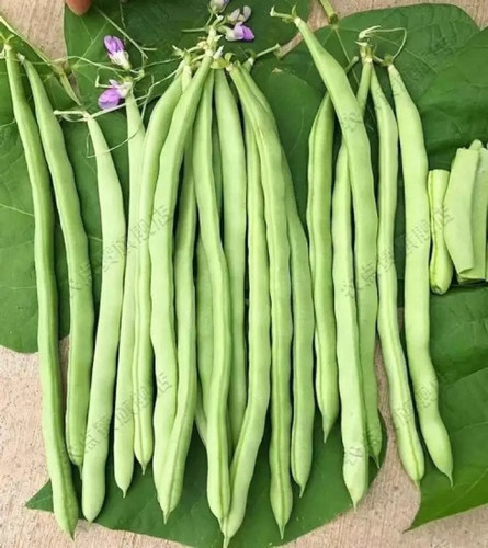 143 a cowpea50 aro original imag.jpg