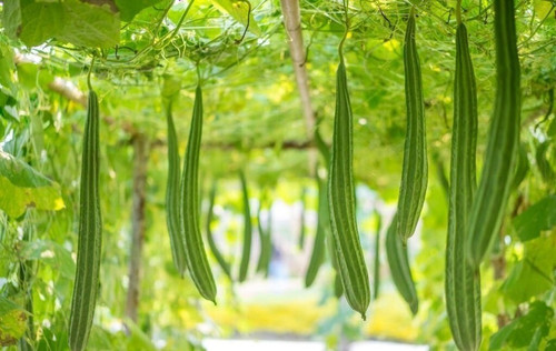 70 smj04 sakuntala hybrid seeds.jpg