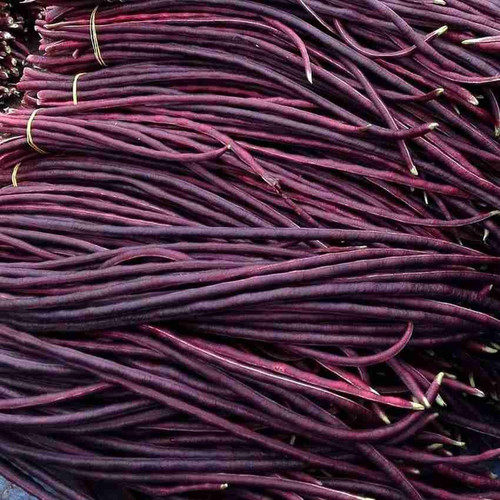 1000 hybrid red long bean seeds.jpg