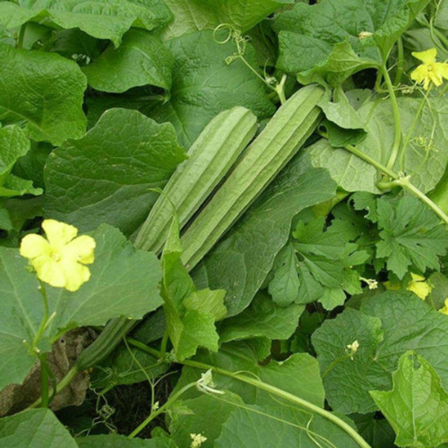 15 ridge gourd seeds for kitchen.jpg