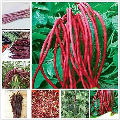 250 redbor 02 arshiayat original.jpg