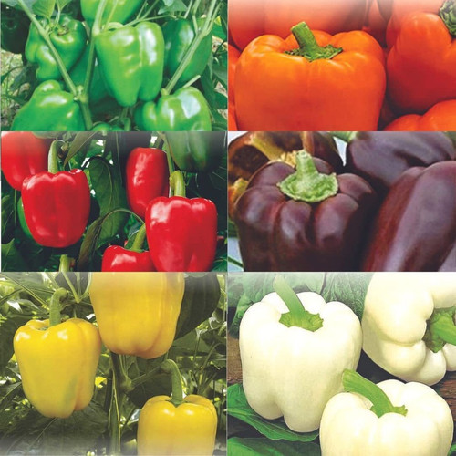 100 ptr combo capsicum green red.jpg