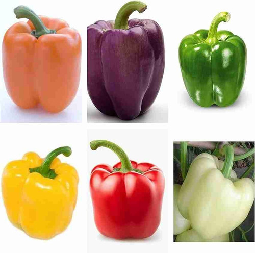 49 1mix colour capsicum seeds bd.jpg