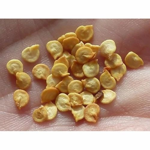 capsicum seeds 500x500.jpg
