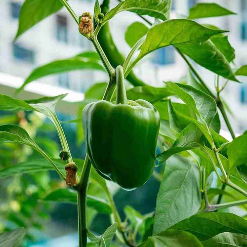 100 hybrid seeds capsicum green.jpg
