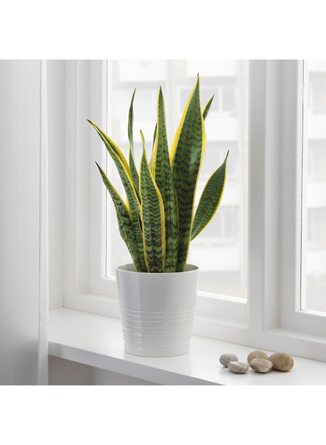 IK 80507175 2.1