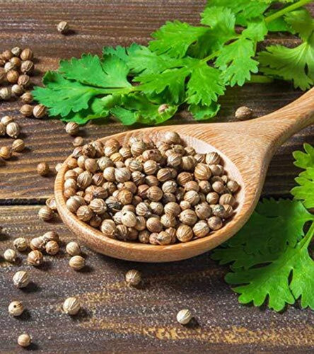 350 coriander dhaniya high germi.jpg