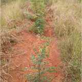 forest 4.jpg