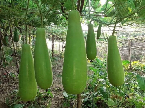 20 long louki long bottle gourd.jpg