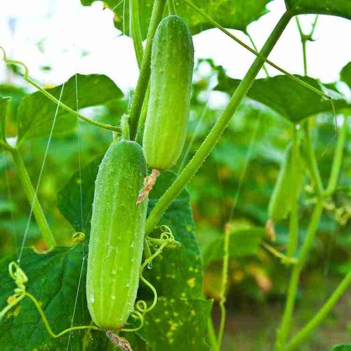 2 cucumber vegetable seeds growt.jpg