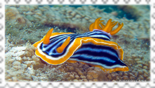 Tumblr l 272388965705978.png