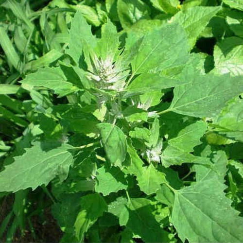 20 bathua saag f1 hybrid vegetab.jpg