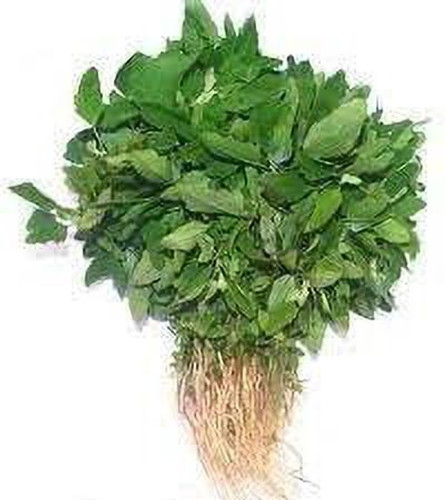 275 bathua saag f1 hybrid vegeta.jpg