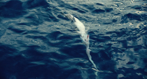 Luzzu.2021.1080p.AMZN.WEB DL.DDP5.1.H.264 jus 004.png