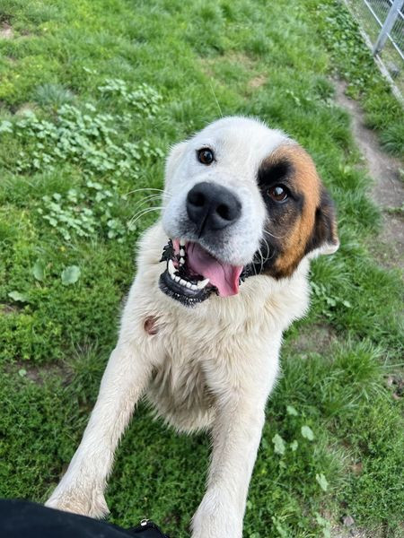 GbEi0YJaUAAoP O?format=jpg.jpg