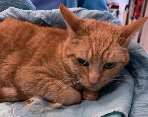 GrZuI8 WQAA6gww?format=png.png