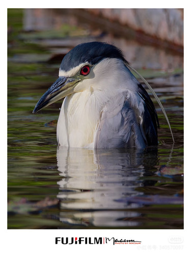 Camera XHS 17478923748791040g2sg31c06aacd10l05nnonsqg8mnl5vednao.jpg