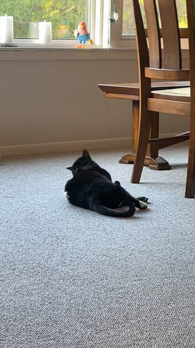 4WEOrAQ3 4ya3RLR.jpg