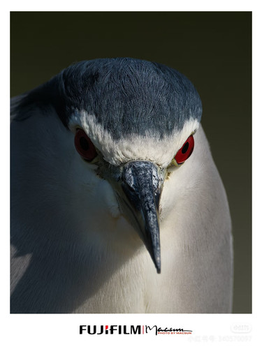 Camera XHS 17478927489011040g2sg31ekr86js0m7g5nnonsqg8mnl8pc1418.jpg