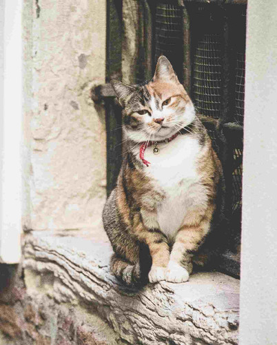 Gato.jpg
