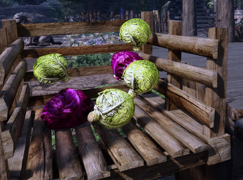 Cabbage.jpg