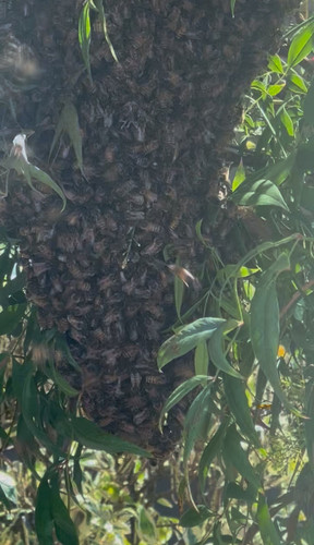 swarm.jpg